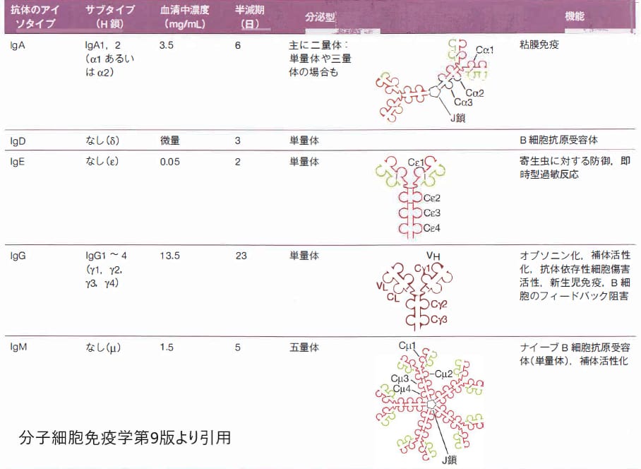 免疫グロブリンの種類