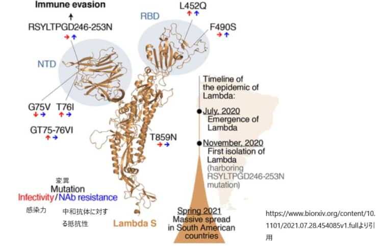 ラムダ株の変異と感染力・中和抗体に対する抵抗性