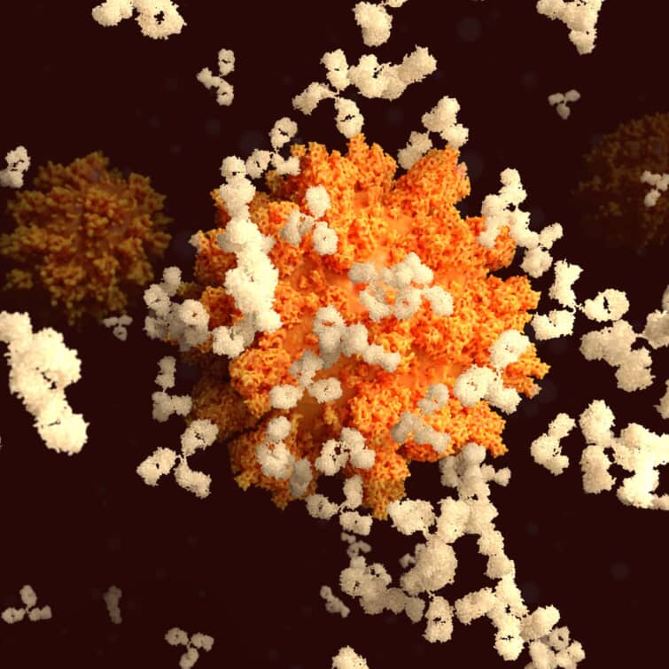 SARS-CpV-2ウイルスのスパイク(S)タンパク質に対する抗体の結合は、コロナウイルス.PDB 1igtに対する免疫を開発する上で不可欠なステップである。